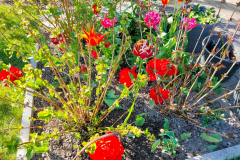 kgv-hippeland-garten-2