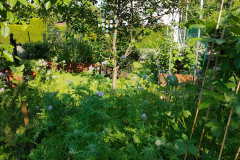 kgv-hippeland-garten-3