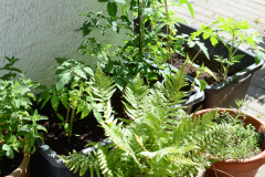 kgv-hippeland-garten-4