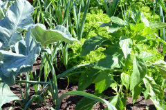 kgv-hippeland-garten-6